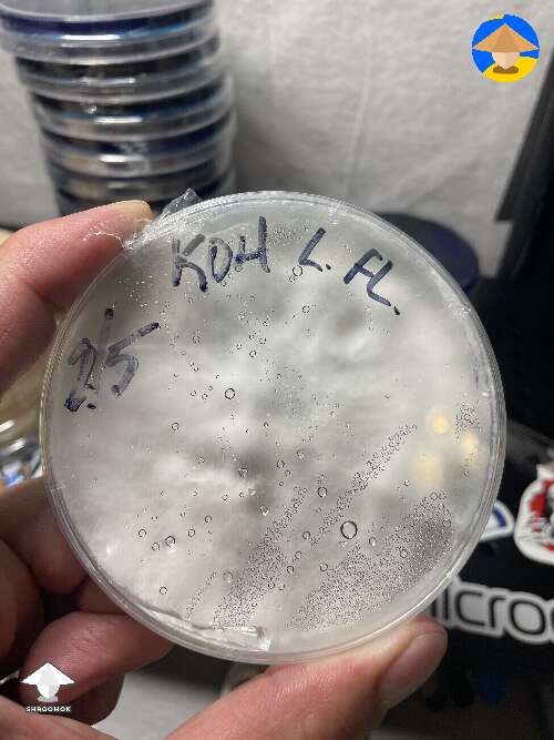 Agar plates and color changes with mycelium growth