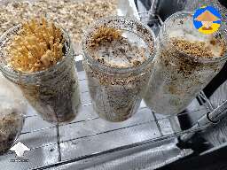3 stages of Enoki mushrooms