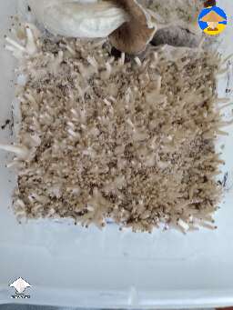 Crazy mushroom pinning and fruiting