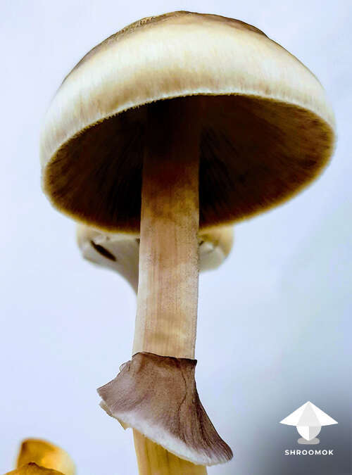 Spores on mushroom stem and veil