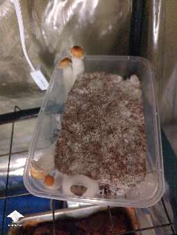 Most of my mushroom fruits are sidepins