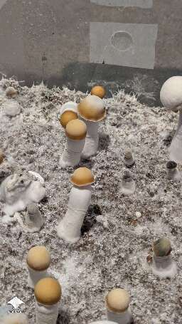 Clockwork Orange magic mushroom strain - TAT iso