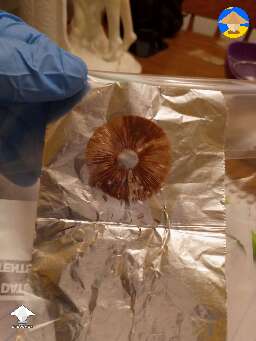 (CRS) Columbian Rust Spore print