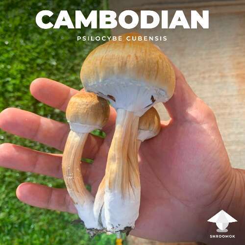 Cambodian mushroom