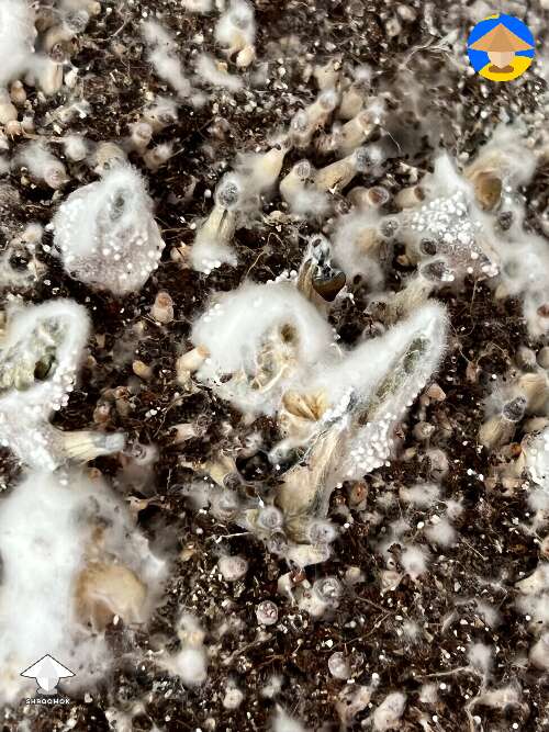 White dots growing up the stumps of previous mushies. Contamination? 