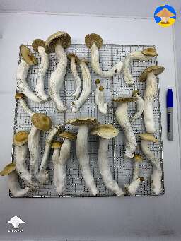 RedBoys - 1st Flush - 530g wet