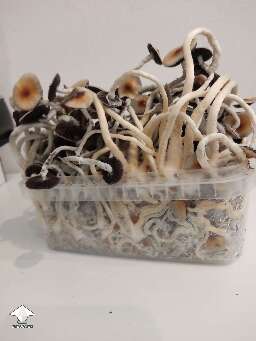 They were just pins. Left them for 2 days - come back to this tangled magical mess 😅 - McKennaii strain