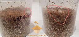 Mycelium gentamicin experiment