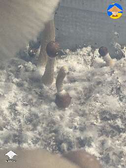 Look at that weirdo shroom growing upside down
