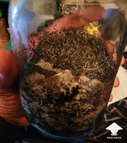 Coffee colonization APE mycelium