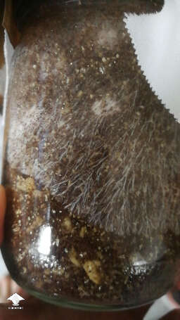 First try at growing shrooms great example of rhizomorphic mycelium growth in spawn jar