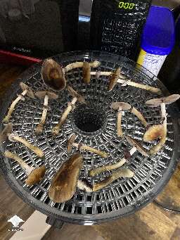 Harvested some big Z strain mushrooms #3