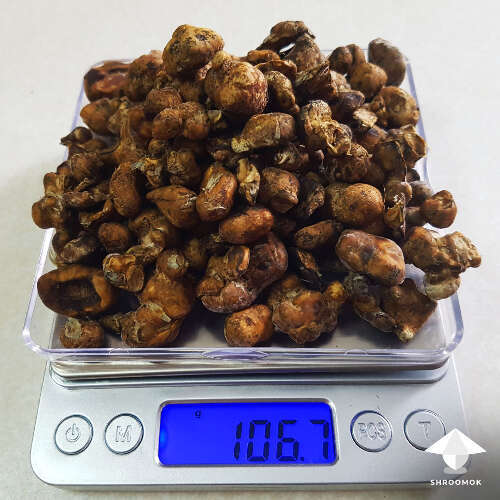 Magic truffles harvest