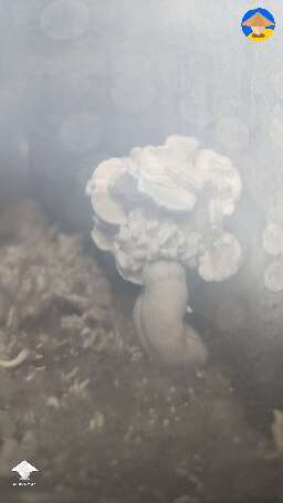 TATTOO magic mushroom. What's your thoughts on the solo revert-like growth?