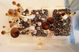 Growing psilocybe mushrooms fifth flush of fruiting