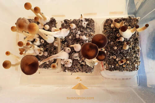 Growing psilocybe mushrooms fifth flush of fruiting