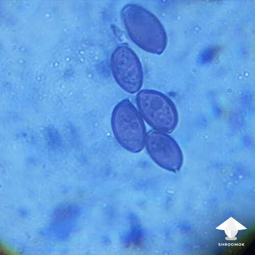 Mushroom spores golden teacher microscopy