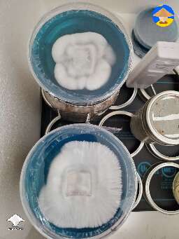 Update on the agar plates