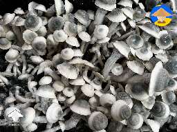 Another tub of Iceberg mushrooms that had some contamination issues