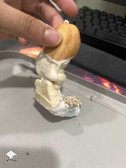 Nice B+ shroom - by letzreck