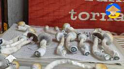 Tidal Wave mushrooms in 52 quarts tub flush 5 mix of rye milo sorghum for spawn #4