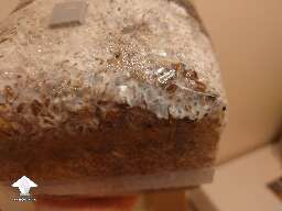 In my first attempt to make own 2 grow bags I think I found some contamination. May you share your opinions what would you do in situation like this #5