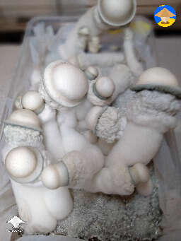 SV-10 magic mushroom fruiting