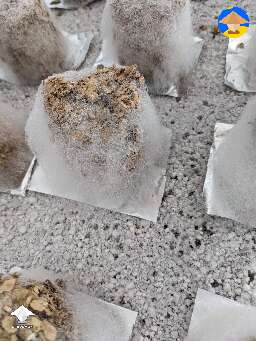 Not sure if I've got a cobweb contamination or if this is normal