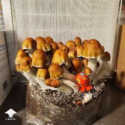 ODPE - Old Dirty Penis Envy magic mushroom growing by ʎʇʇnN oɔʎW
