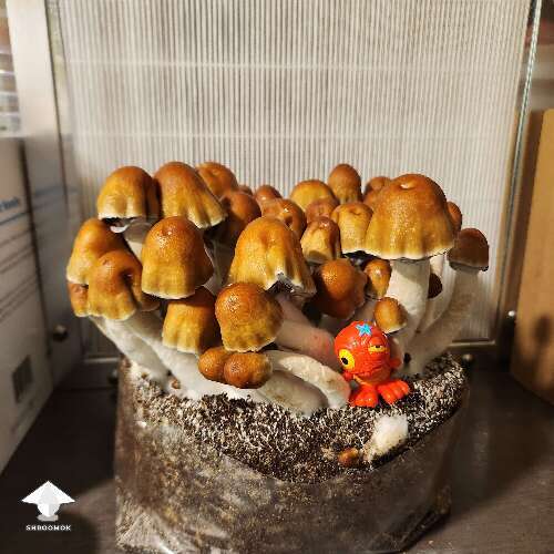 ODPE - Old Dirty Penis Envy magic mushroom growing by ʎʇʇnN oɔʎW