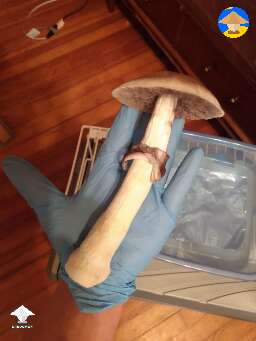 B+ strong shroom