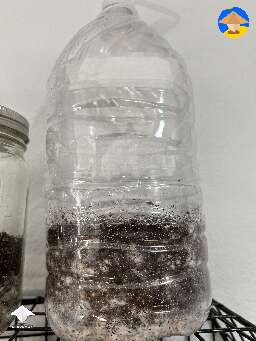 Bottle tek update day 5
