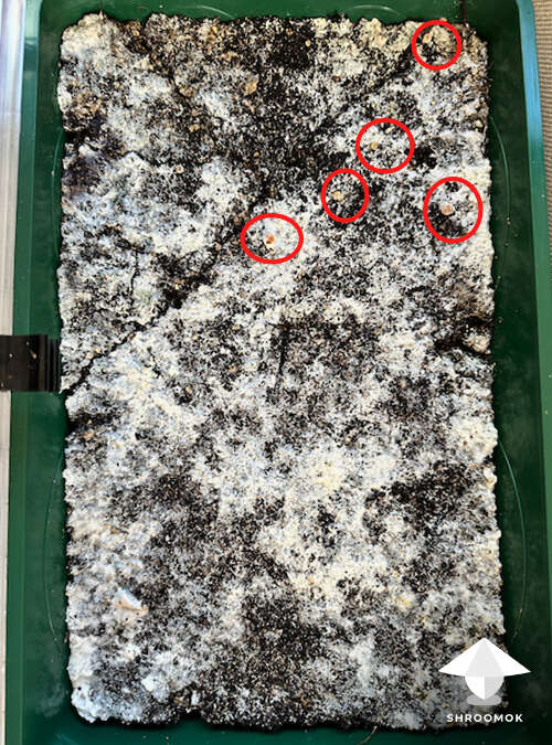 Natalensis cake 1 after soaking in water fruiting period day 15