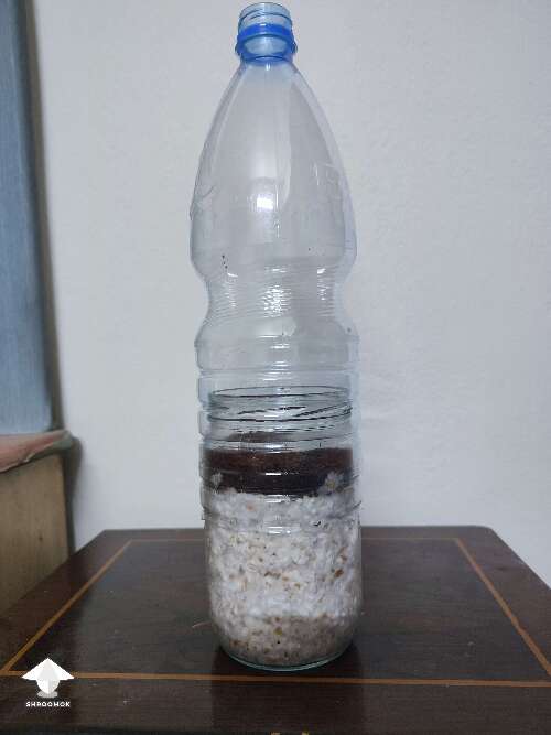 First time trying this kind of bottle tek for shrooms growing