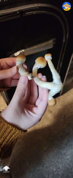 My first "harvest" from the Hanoi