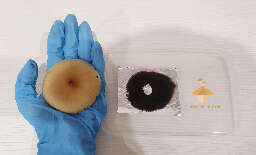 Huge psilocybe cubensis spore print