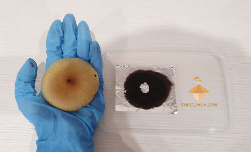 Huge psilocybe cubensis spore print