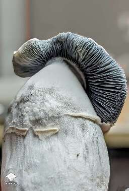 Cubensis Albino Riptide