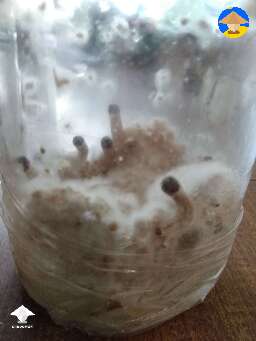 Busted out jar about 6 months old Luminous lucy spawn finally fruiting 😆 No sub