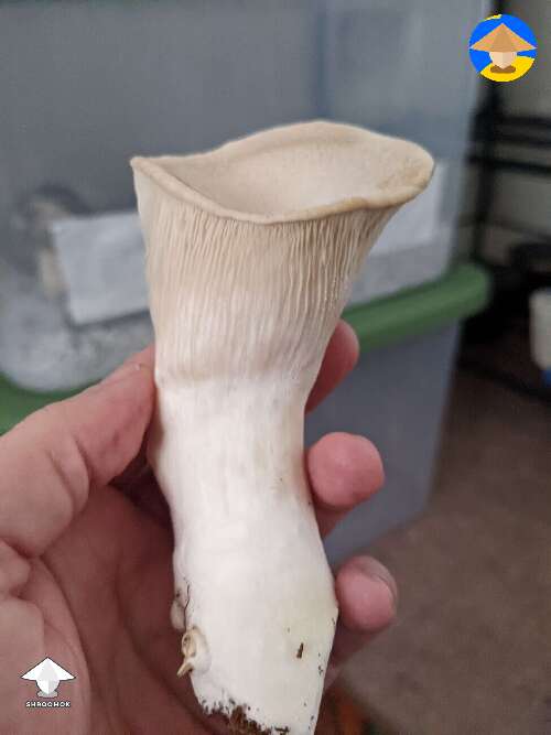  I got some king oysters in my monotub