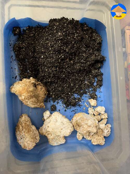 separated dry healthy mycelium from wet contaminated parts then mixed dry with bulk substrate #3