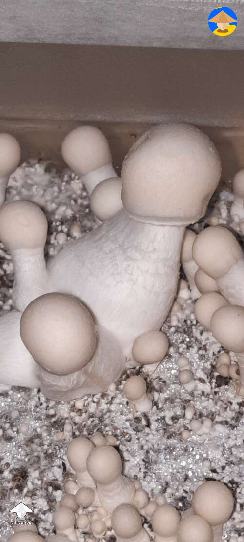 Gandalf mushroom growing
