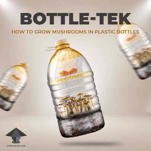 Grow mushroom in plastic bottle