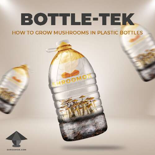 Bottle tek guide mushroom cultivation