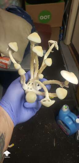 APE-Revert - final pick from flush 1
