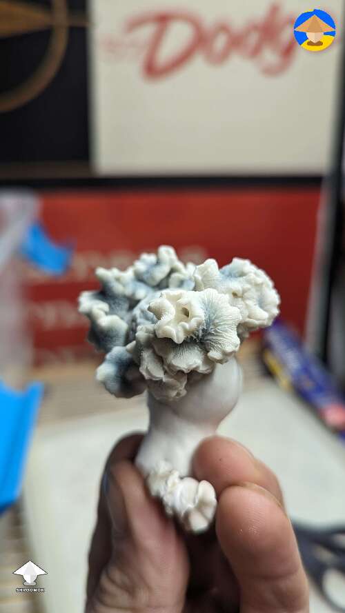 Nutcracker mushroom mutation looks like a coral reef
