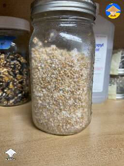 My millet colonized much faster. This is day 16
