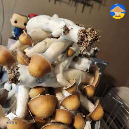Makilla Gorilla mushrooms
