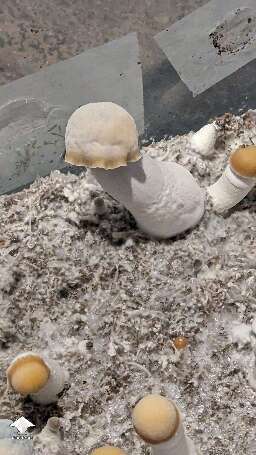 Clockwork Orange fruiting