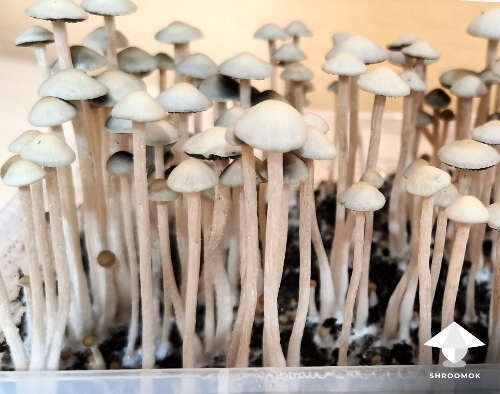 Panaeolus cyanescens mushroom growing
